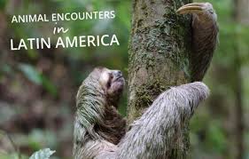 The goering's wild ride sub mod adds a large amount of features to the tno goering path. Amazing Wild Animals In Latin America Castaway With Crystal