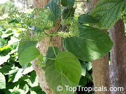 Image result for Premna
