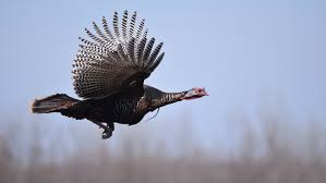 Video 4k e hd pronti per qualsiasi montaggio video digitale. The Fascinating Fall Behavior Of Wild Turkeys Cool Green Science
