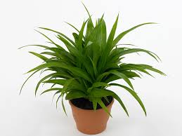Image result for Chlorophytum hirsutum