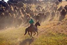 Custer State Park Buffalo Roundup