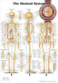 New The Skeletal System 3 Views Anatomical Diagram Anatomy