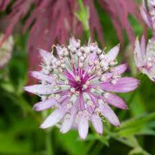 Image result for Astrantia major `Roma`