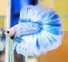Pin On Colorful Fish
