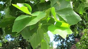 A very fast grower, the tulip tree needs considerable space consideration. Tulip Trees Liriodendron Types Leaves Flowers Bark Pictures
