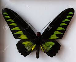 For example, the famous orange and black monarch butterfly is a long green caterpillar with black and yellow stripes. Green And Black Butterfly With Red Head The Prepared Stock Photo Picture And Royalty Free Image Image 72164408