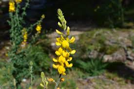 Image result for Adenocarpus