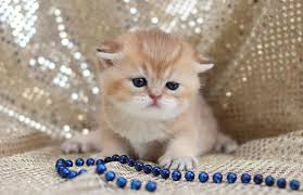 Health, quality and temperament are our watchwords. British Pacific Cattery