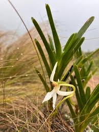 Image result for Jumellea usambarensis