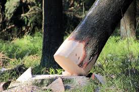 Tree Service Tree Removal Little Rock Arkansas Trimming Services
