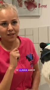 En esta quinta entrega de "Perspectivas de una Médica Veterinaria  Zootecnista" la Médica Ruth Vironchi nos comparte desde punto de vista  profesional ¿qué significa ser MVZ?, #8m💜#FedMVZ #Veterinarios ...