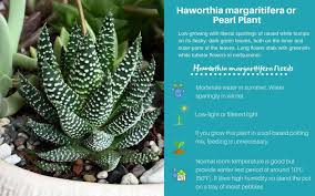 Haworthia Margaritifera Or Pearl Plant Now Called Tulista Pumila Low Light Succulents Plants Zebra Plant
