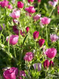 Drought Tolerant Groundcovers In 2020 Plants Perennials Garden Shrubs