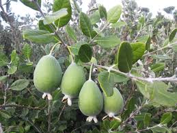 Image result for Feijoa sellowiana