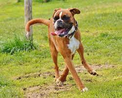 Are Boxers Good Family Dogs Canna Pet