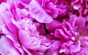 Wir informieren sie kostenlos über alle aktionen, neuheiten, schnäppchen und vieles mehr! Rosa Pfingstrosen Mit Tautropfen 2248379 Stock Photo Bei Vecteezy