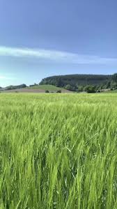 Beautiful Grass Field  #grassfield#nature#core#farm#hays#naturevibes#summer#fall#field