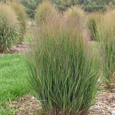 Image result for Panicum infestum