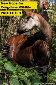 New Hope For Congolese Wildlife Rainforest Trust Rainforest Habitat Rainforest