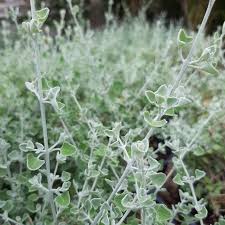 Image result for Rhagodia