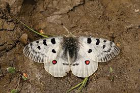 Image result for Parnassius apollo