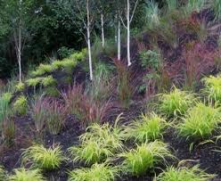 What to do with large sloped hillside? Hillside Landscaping