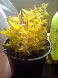 Image result for Nesaea erecta