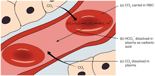 Bicarbonate Buffer System Wikipedia