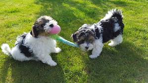 Black And White Morkie Full Grown Morkie Puppies For Sale In Minnesota Mn Teacup Tiny Toy Miniature And Imperial Morkie Puppies For Sal In 2020 Small Fluffy Dog Breeds Fluffy Dogs Fluffy Dog Breeds
