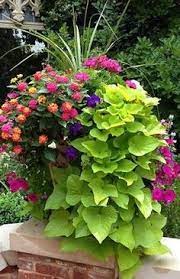 Sweet potato vines will usually grow to only about 6 inches tall, but has a tremendous spread of 3 feet! 53 Best Sweet Potato Vines Ideas Potato Vines Sweet Potato Vine Vines