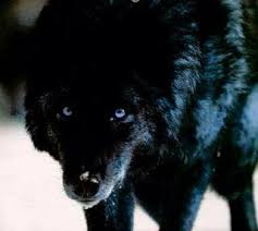 Black Wolf Werewolf Aesthetic Wolf With Blue Eyes Black Wolf