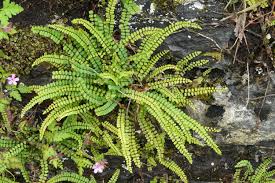 Image result for Asplenium loxoscaphoides