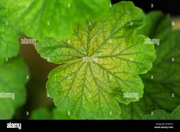 Image result for Pelargonium domesticum round-leaved bushy
