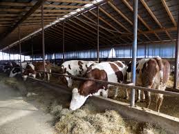 O hartă creată de către utilizatori ca şi tine! Covid 19 Sfaturi Utile Pentru Ferma De Vaci De Lapte Revista Ferma