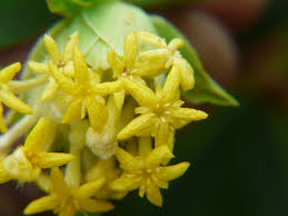 Image result for Gnidia mollis