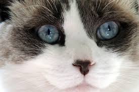 Do ragdolls have a lot of health problems? Ragdoll Cat Facts