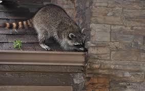 How do i get rid of raccoons in my attic? What Are The Dangers Of Raccoons In The Attic