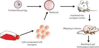 A transgenic organism is a gmo that carries an altered genome containing foreign dna. Transgenic Animals In Research And Industry Sciencedirect