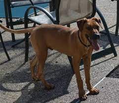 Swagger Ridgeless Rhodesian Dogs Boy Dog Rhodesian Ridgeback Dog