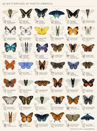 Wahrscheinlich Kennen Die Meisten Von Uns Nicht Mal Alle Einheimischen Schmetterlinge Mit Namen Schmetterlingsarten Schmetterling Einheimische Schmetterlinge