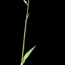 Image result for Tragus koelerioides