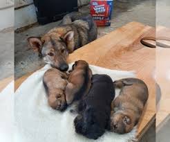 German shepherd puppy greets newborn chicks. Puppies For Sale Near Alta Vista Iowa Usa Page 1 10 Per Page Puppyfinder Com