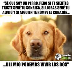 Su Corazon Es Tan Grande Que Te Regala Un Cachito Dogs Perros Heart Corazon Amor Dog Love Animals Dog Phrases