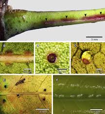 Image result for Pseudobersama