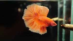 The following names are best suited to orange betta fish. Live Betta Fish Male Solid Orange Rosetail Halfmoon Hm 2638 Youtube