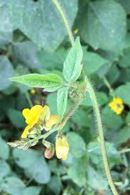Image result for Vigna umbellata