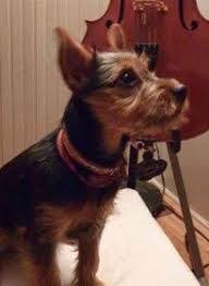 Miniature Black And Brown Yorkie Image Result For Miniature Pinscher Yorkie Mix Yorkie Mix Miniature Dog Breeds Yorkie