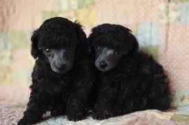 Black And White Toy Poodle Puppies Harper And Scout My Five Week Old Silver Toy Poodle Puppies Silvers Are Born Black And Their Coats Clear To Toy Poodle Puppies Poodle Puppy Pretty Poodles