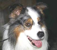 Milangimbi Border Collies Home Facebook