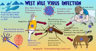Most people infected with west nile virus either don't develop signs or symptoms or have only minor ones, such as a fever and mild headache. West Nile Elkhorn Logan Valley Public Health Department Facebook